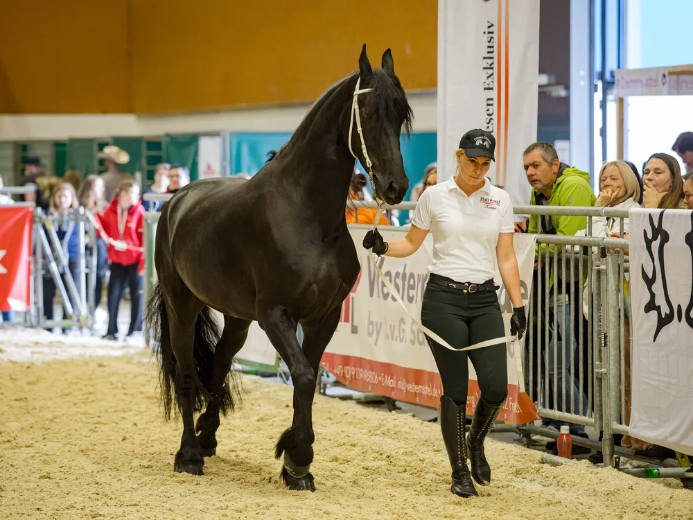 Messegeschehen PFERD Wels 2025