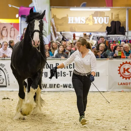 PFERD25_Do_VM_Quelle Michael Graf-MIKEs FotoGRAFie (101).jpg