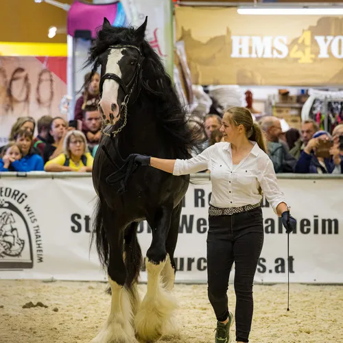 PFERD25_Do_VM_Quelle Michael Graf-MIKEs FotoGRAFie (96).jpg