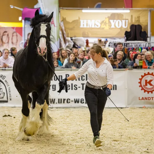 PFERD25_Do_VM_Quelle Michael Graf-MIKEs FotoGRAFie (101).jpg