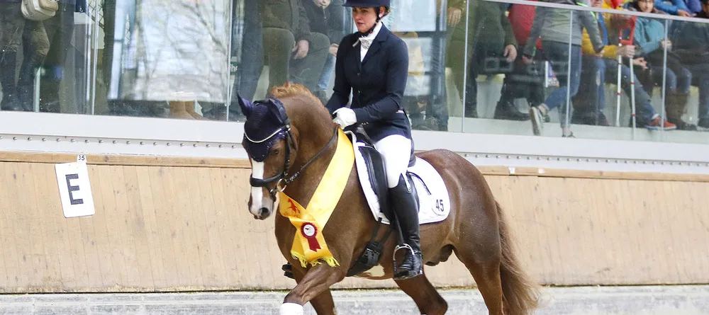 Verkaufs- und Zuchtschauen