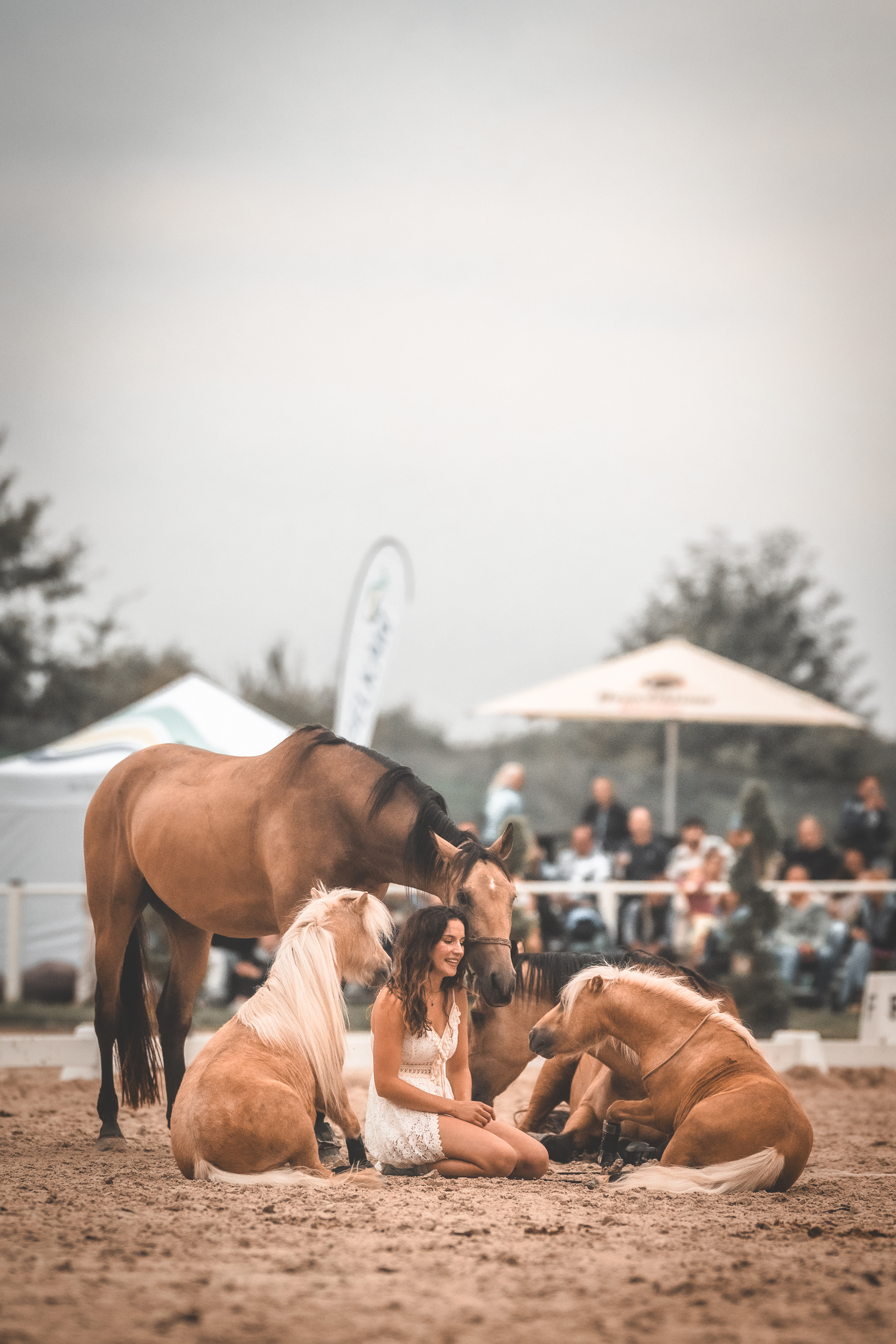 Dancinghorses - authentische Einblicke in die Freiarbeit mit mehreren Pferden