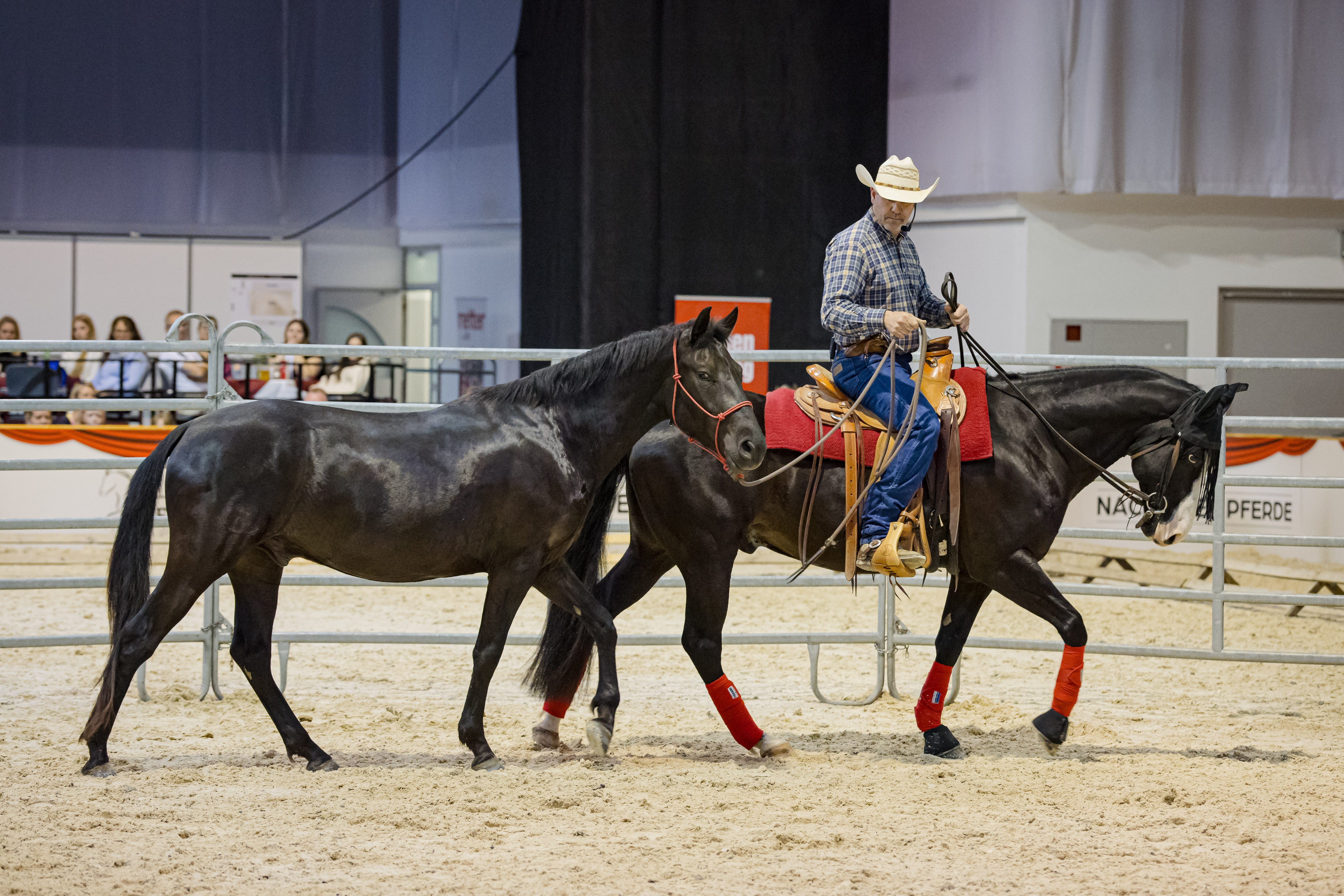Coaching im Jungpferdetraining
