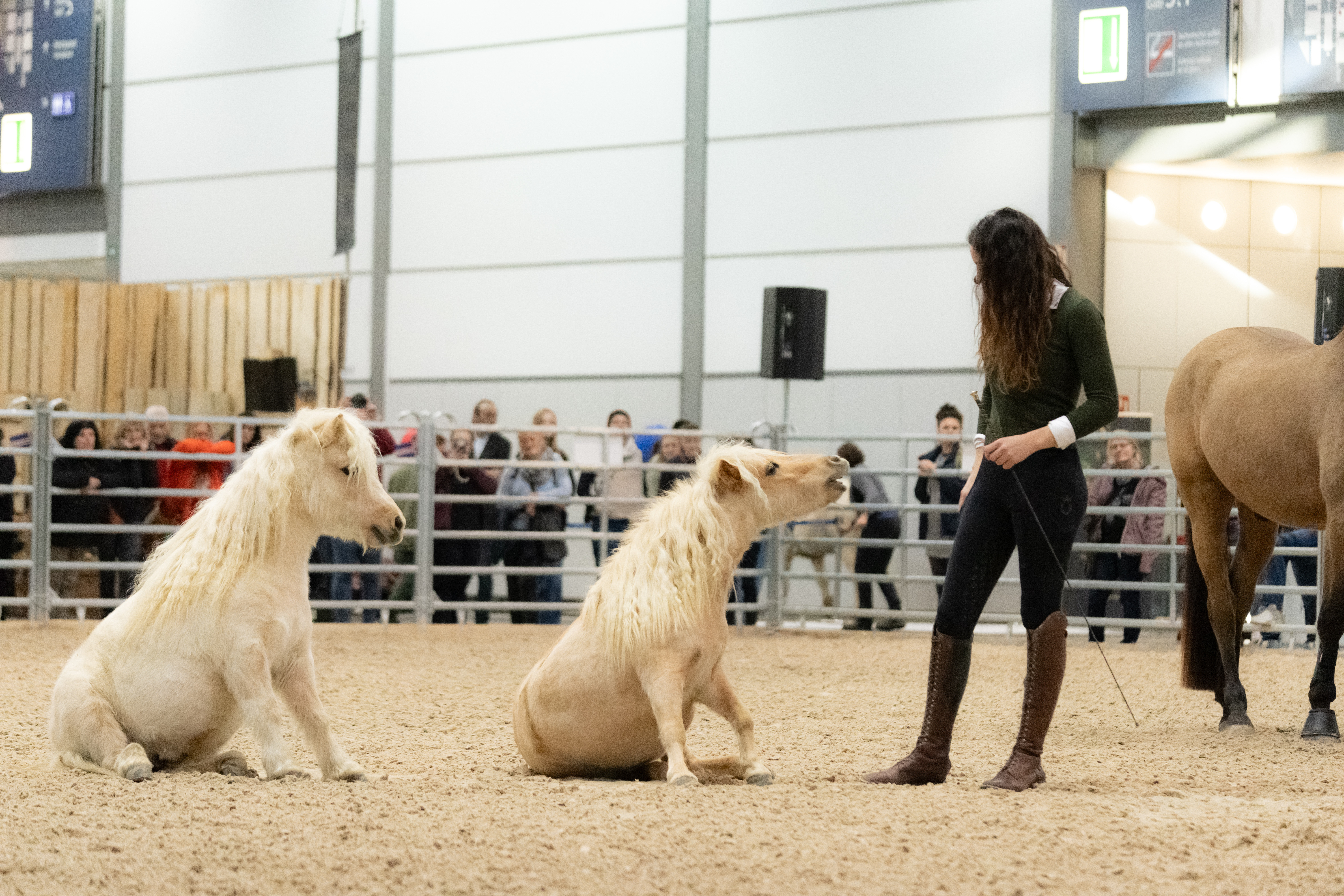 Dancinghorses - authentische Einblicke in die Freiarbeit mit mehreren Pferden