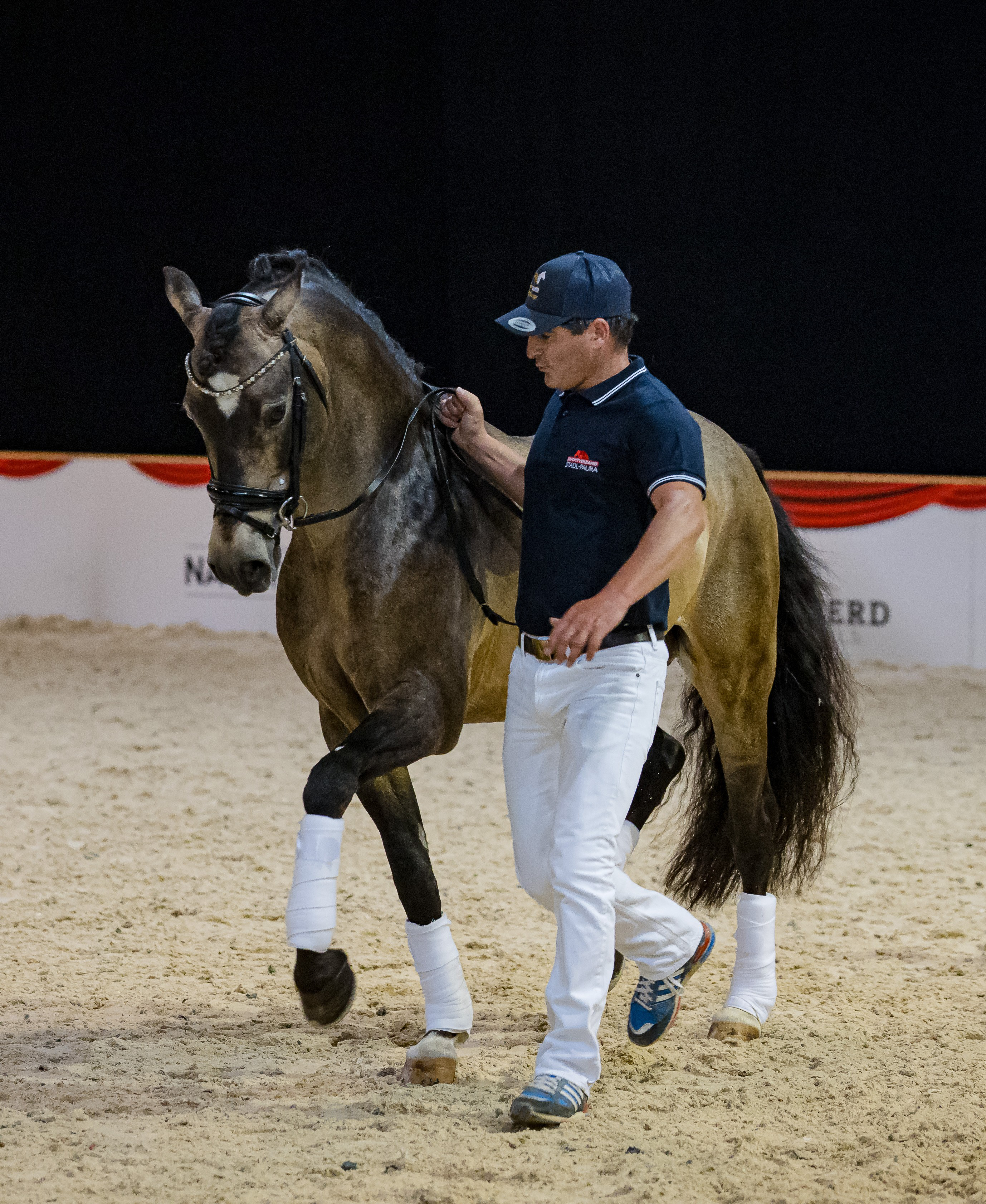 Österreichisches Reitpony – vielseitiger Partner mit sportlichem Format