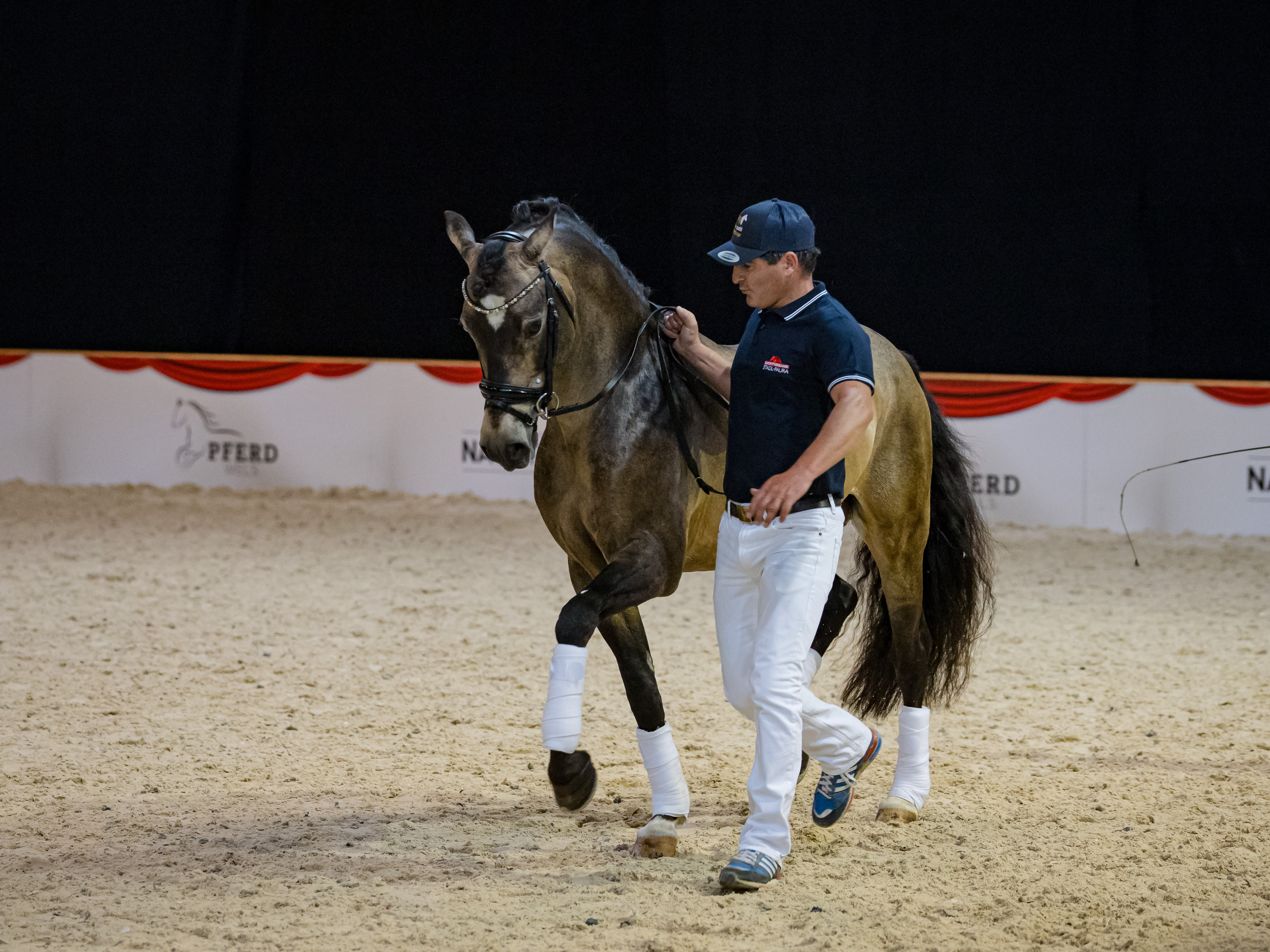 Österreichisches Reitpony - vom Kindheitstraum zum Sportpartner