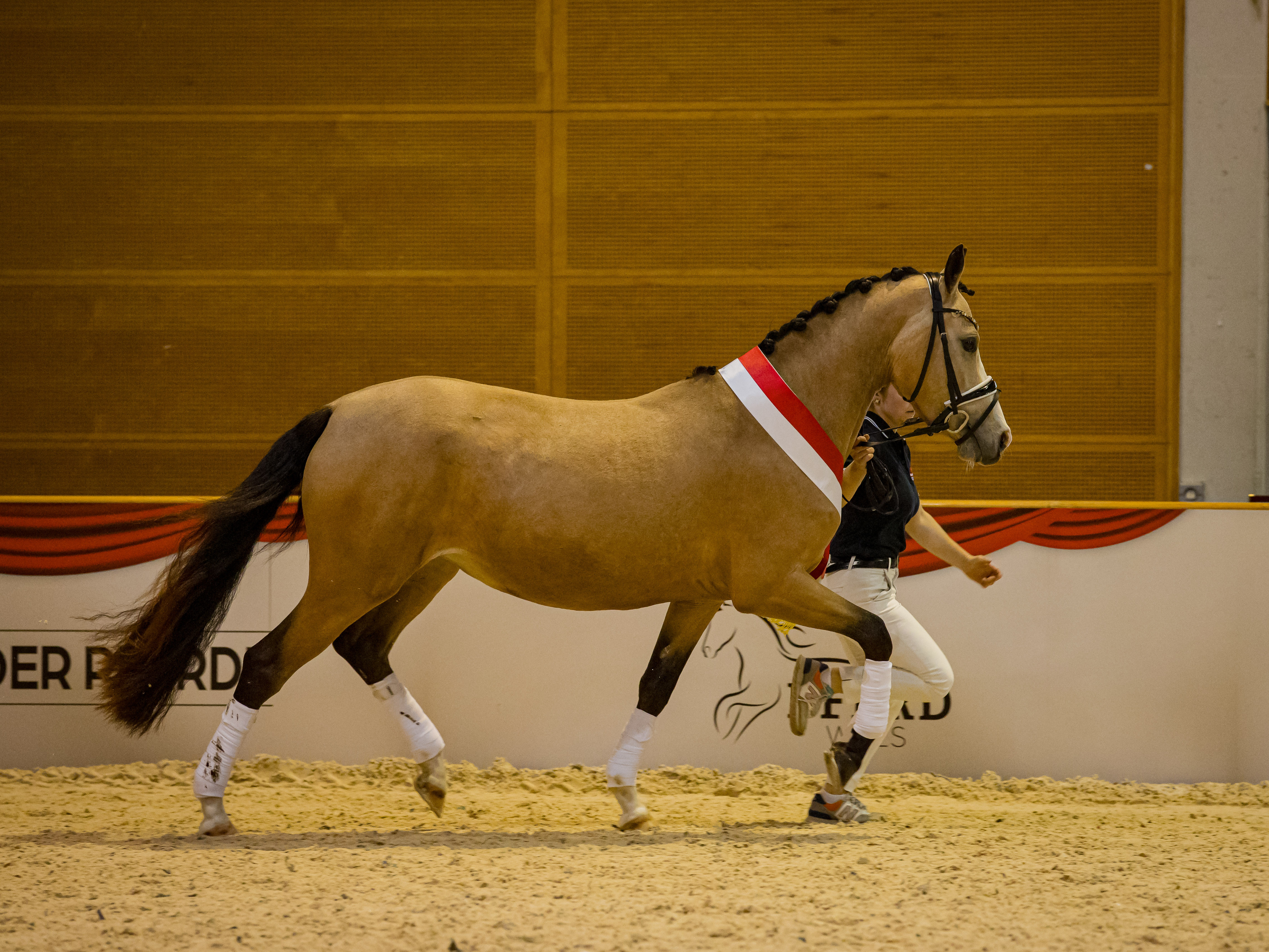 Österreichisches Reitpony - vom Kindheitstraum zum Sportpartner